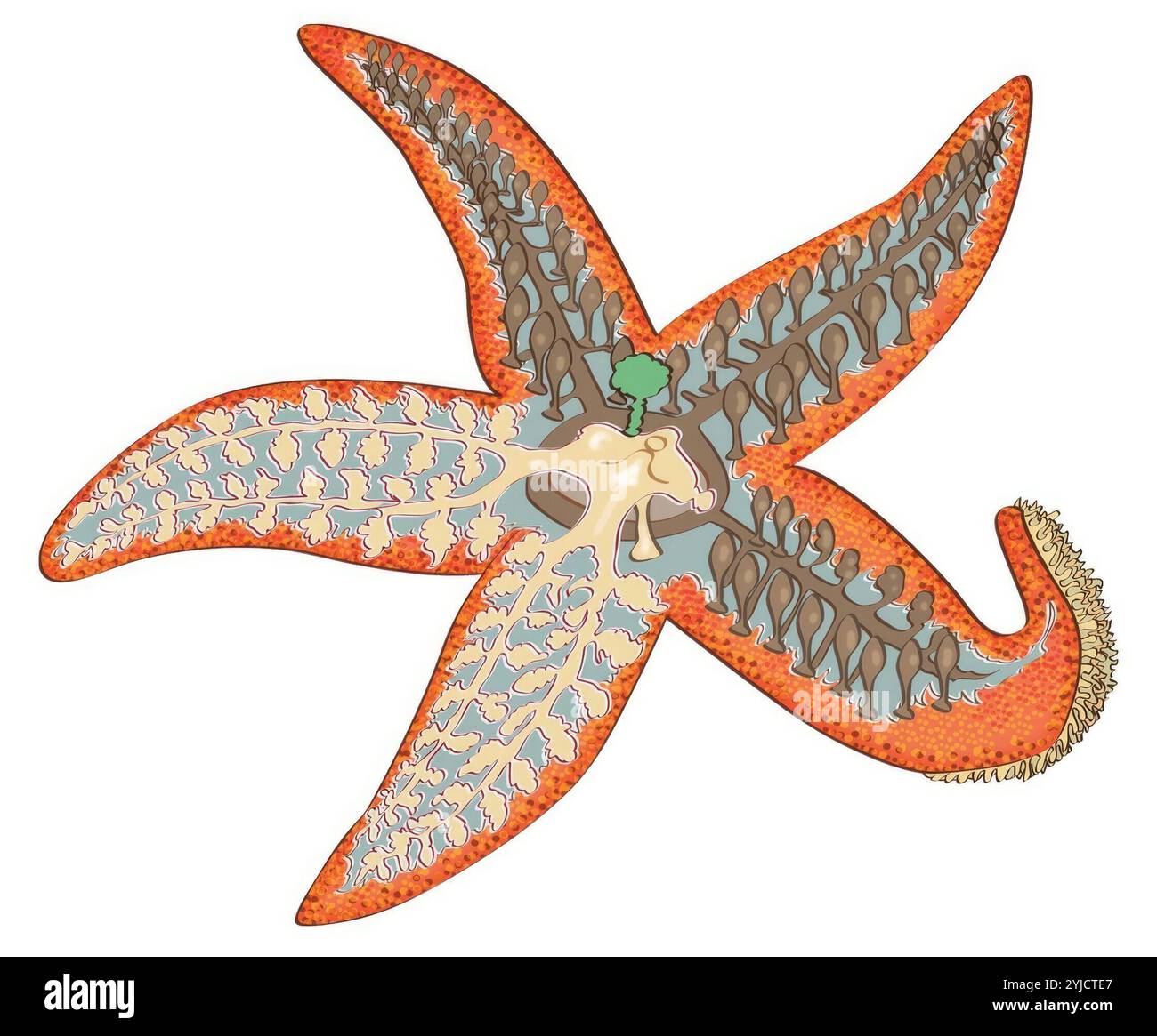 Anatomy of a starfish stock photo alamy