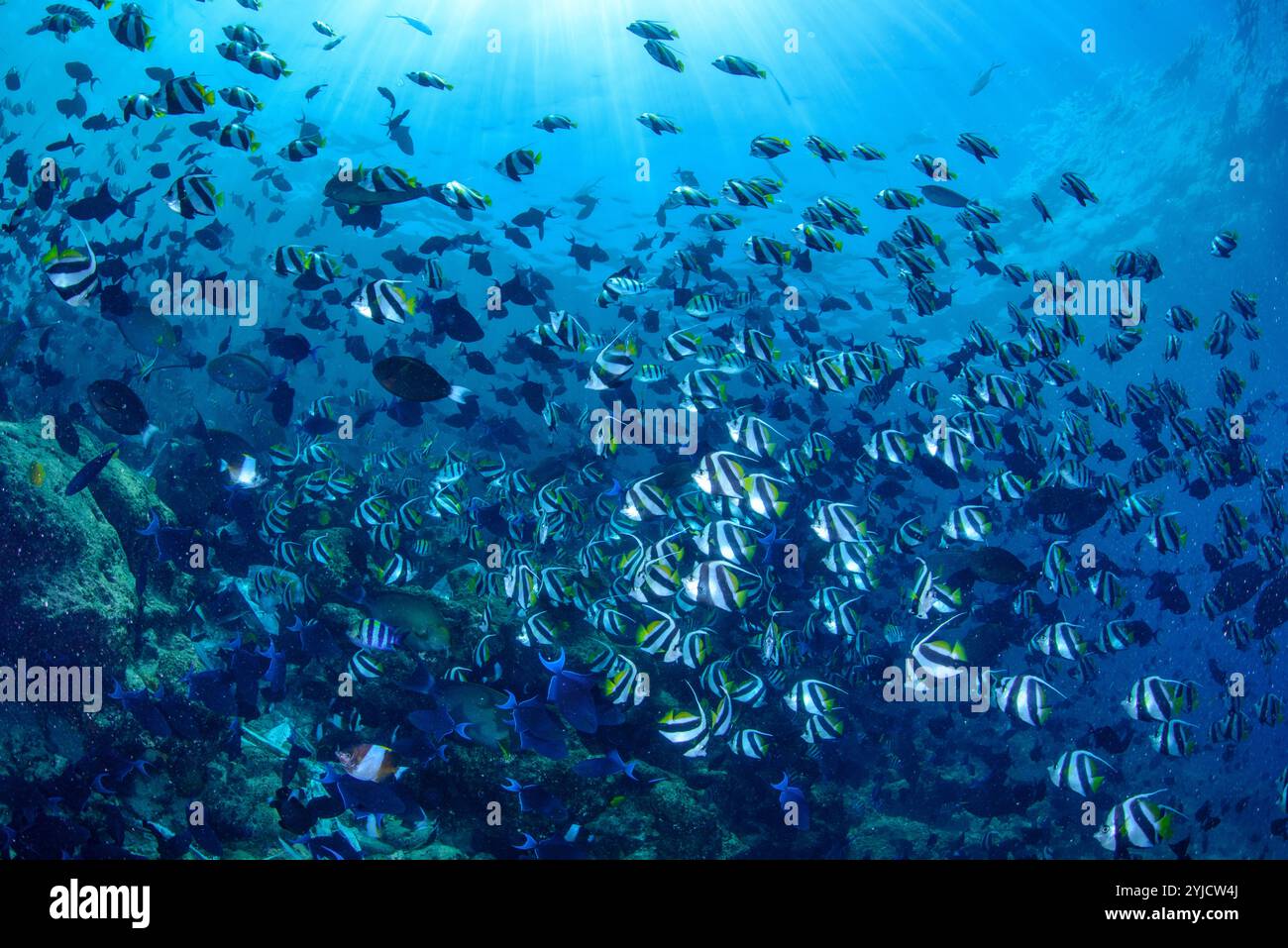 fish factory maldives Stock Photo