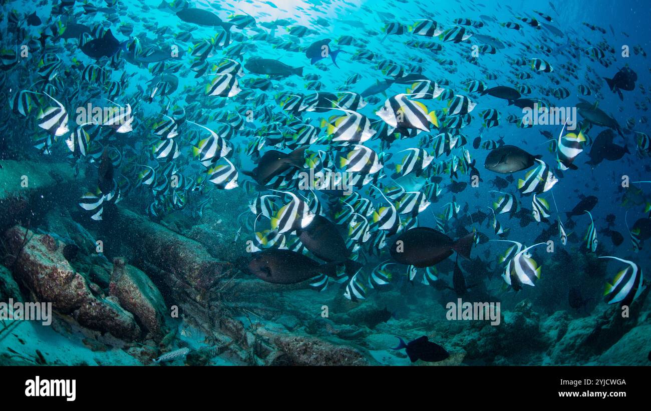 fish factory maldives Stock Photo