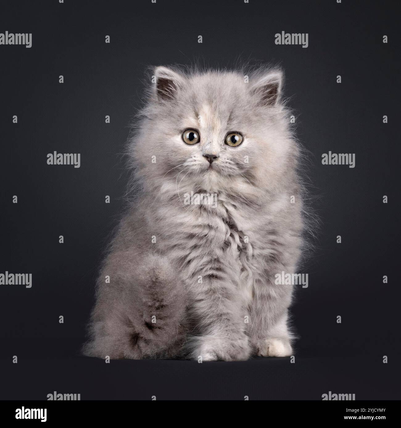 Adorable Blue Tortie British Longhair Kitten Sitting Up Facing Front Adorable Blue Tortie British Longhair Kitten Sitting Up Facing Front
