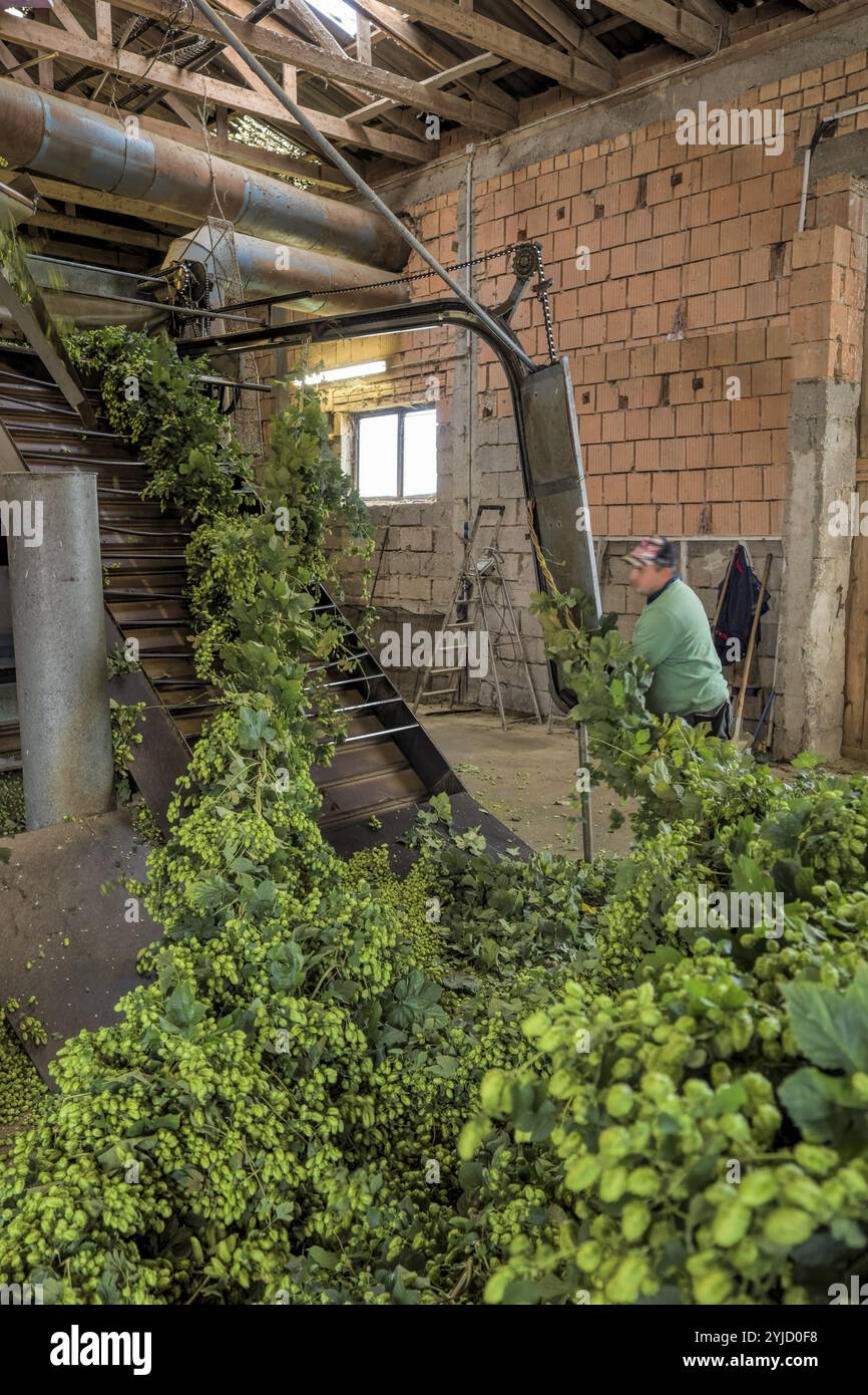 Hop processing hi-res stock photography and images - Alamy