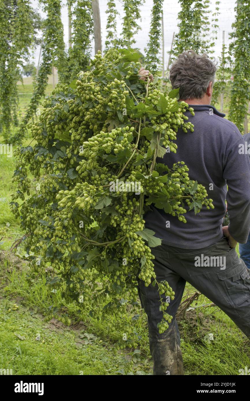 Hop harvest Hallertau Bavaria Germany Stock Photo