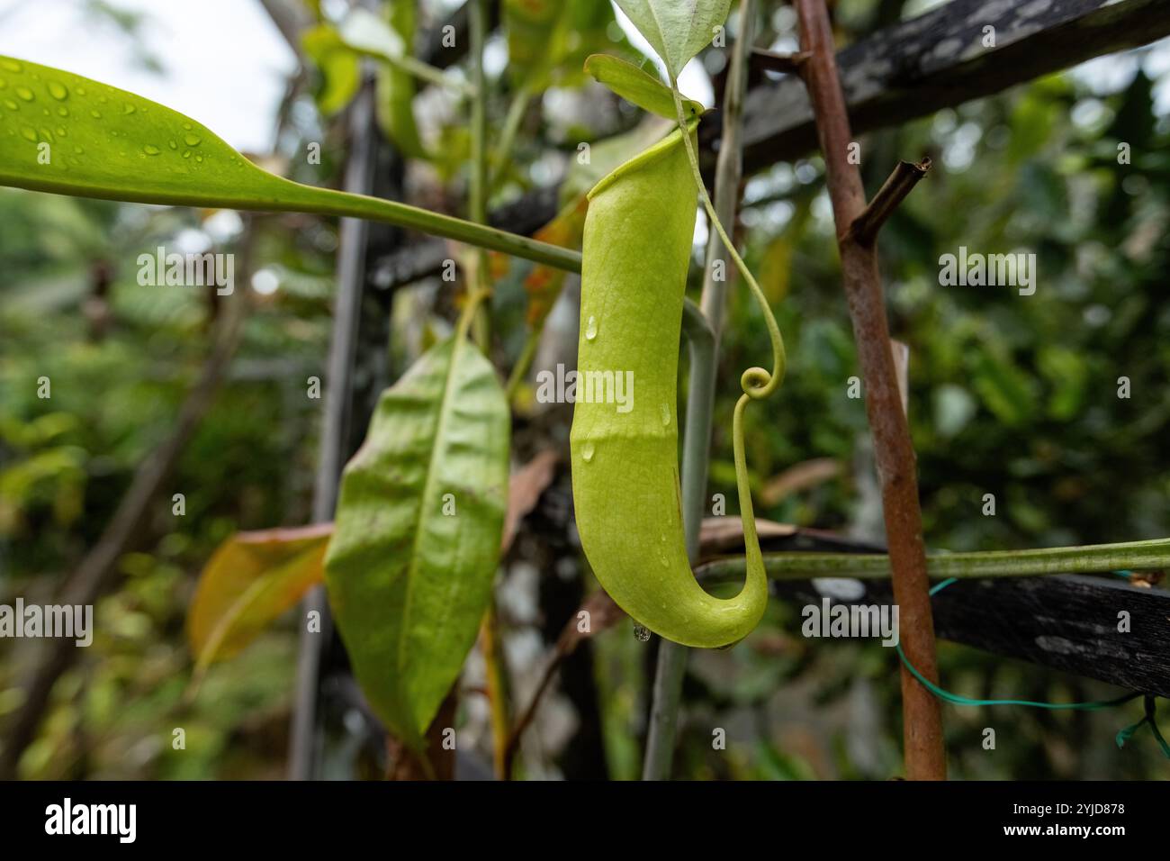 Insect trap pitcher plant in Borneo rainforest Malaysia Stock Photo - Alamy