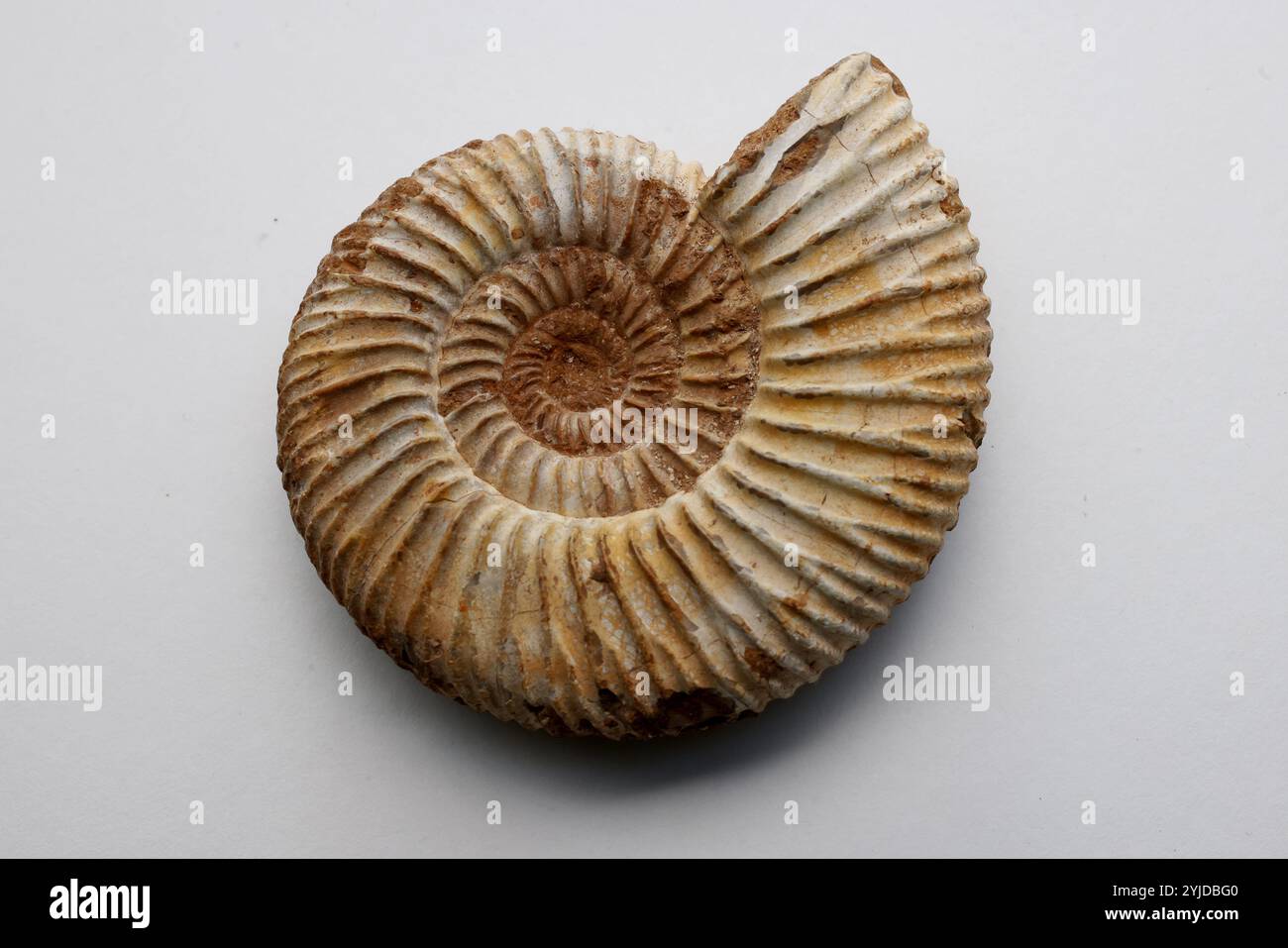 Fossil Amomonite, species Perispinctes in limestone matrix - Jurassic ...