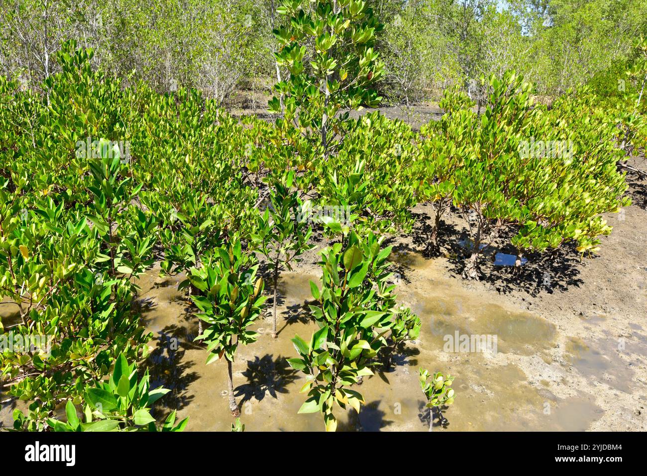 Large-leafed orange mangrove (Bruguiera gymnorhiza) is a tree native of the coasts of Indian Ocean and western Pacific. This photo was taken in Honko Stock Photo