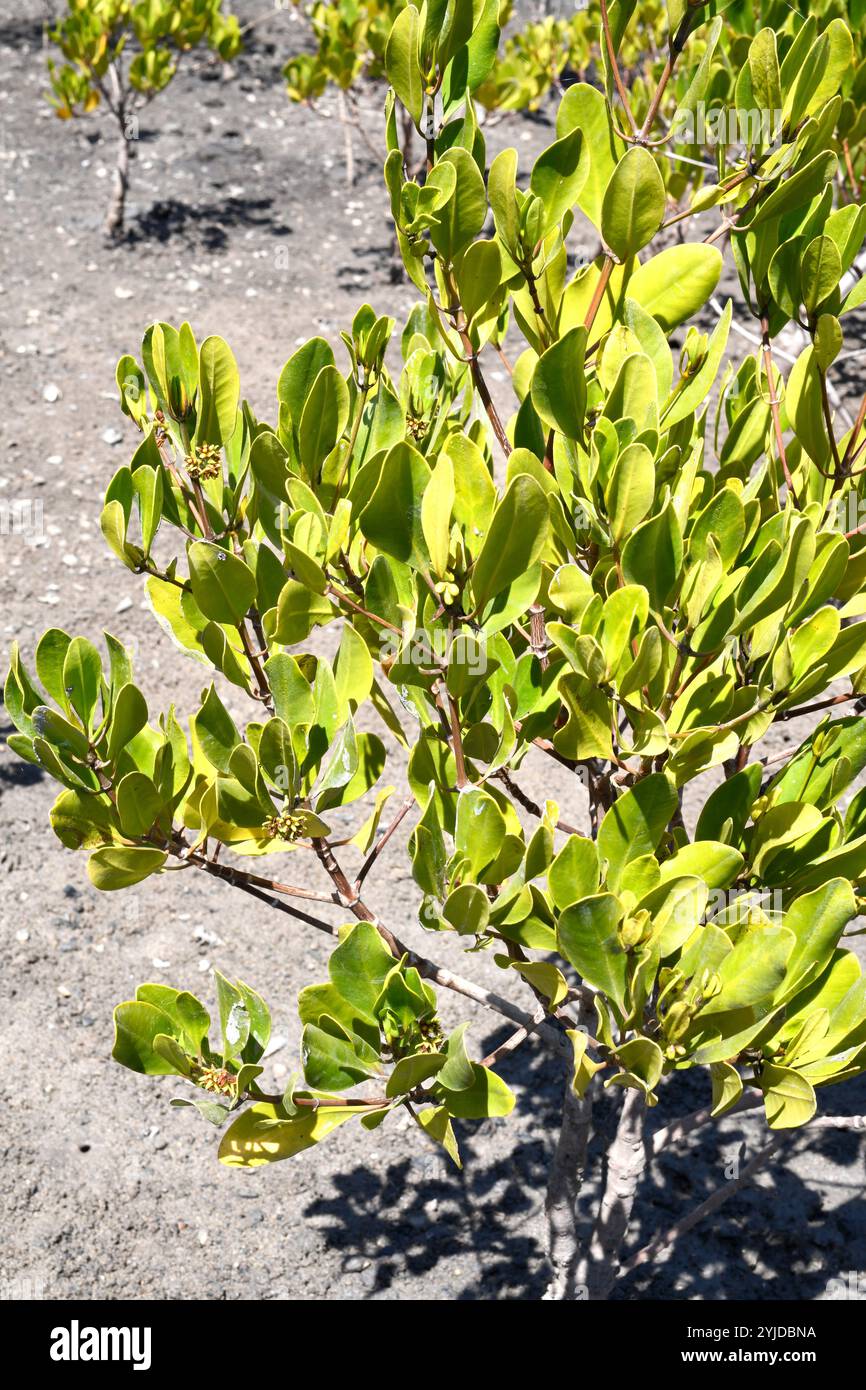 Spurred mangrove (Ceriops tagal) is a mangrove native to Indian Ocean ...