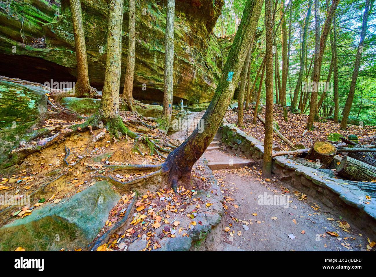 Tree Eye Level Autumn Forest Pathway with Stone Steps and Trees Ohio Eye Level View ...