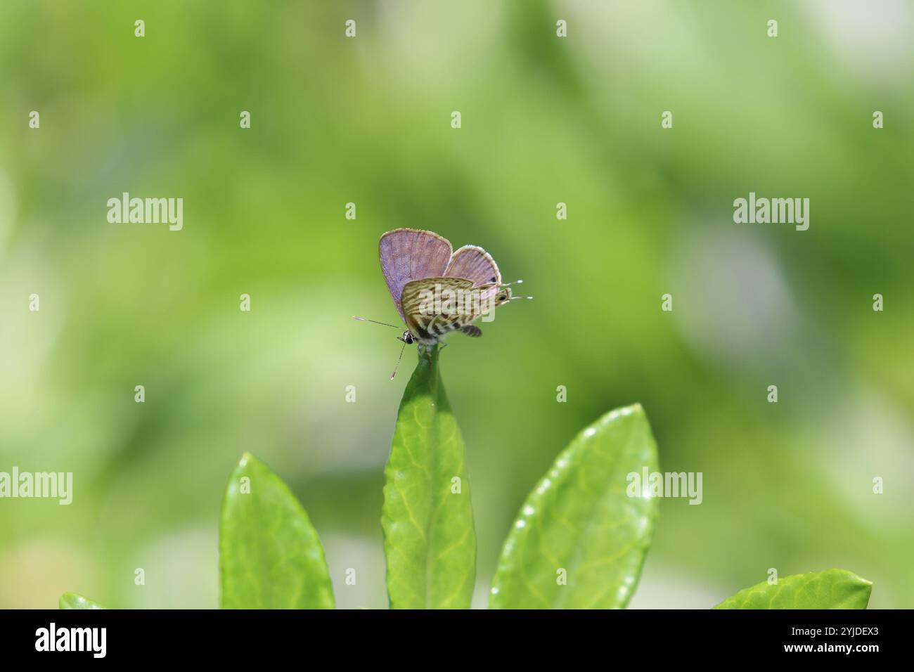 Common Zebra Blue or Lang's Short-tailed Blue Butterfly male - Leptotes ...