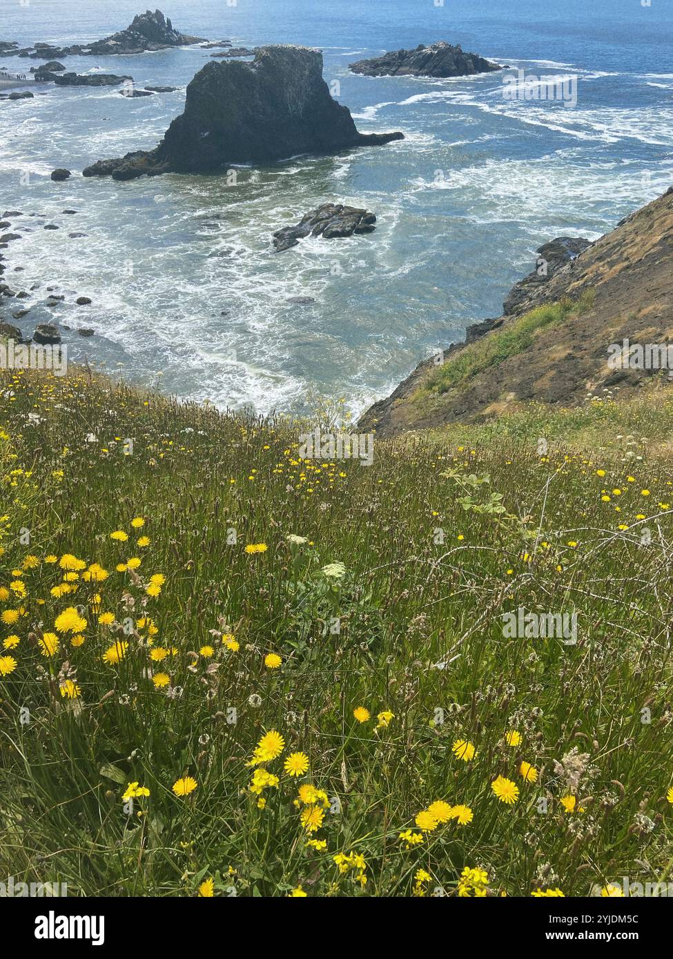 Pacific Northwest Summer on the Ocean - Smartphone Captured Stock Image