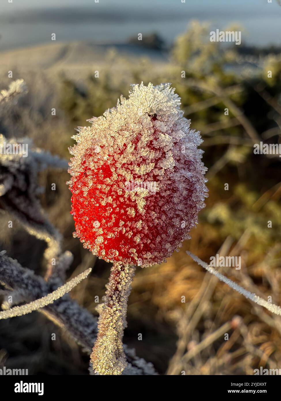 When the frost paints, ice crystals on the rose hip Stock Photo - Alamy