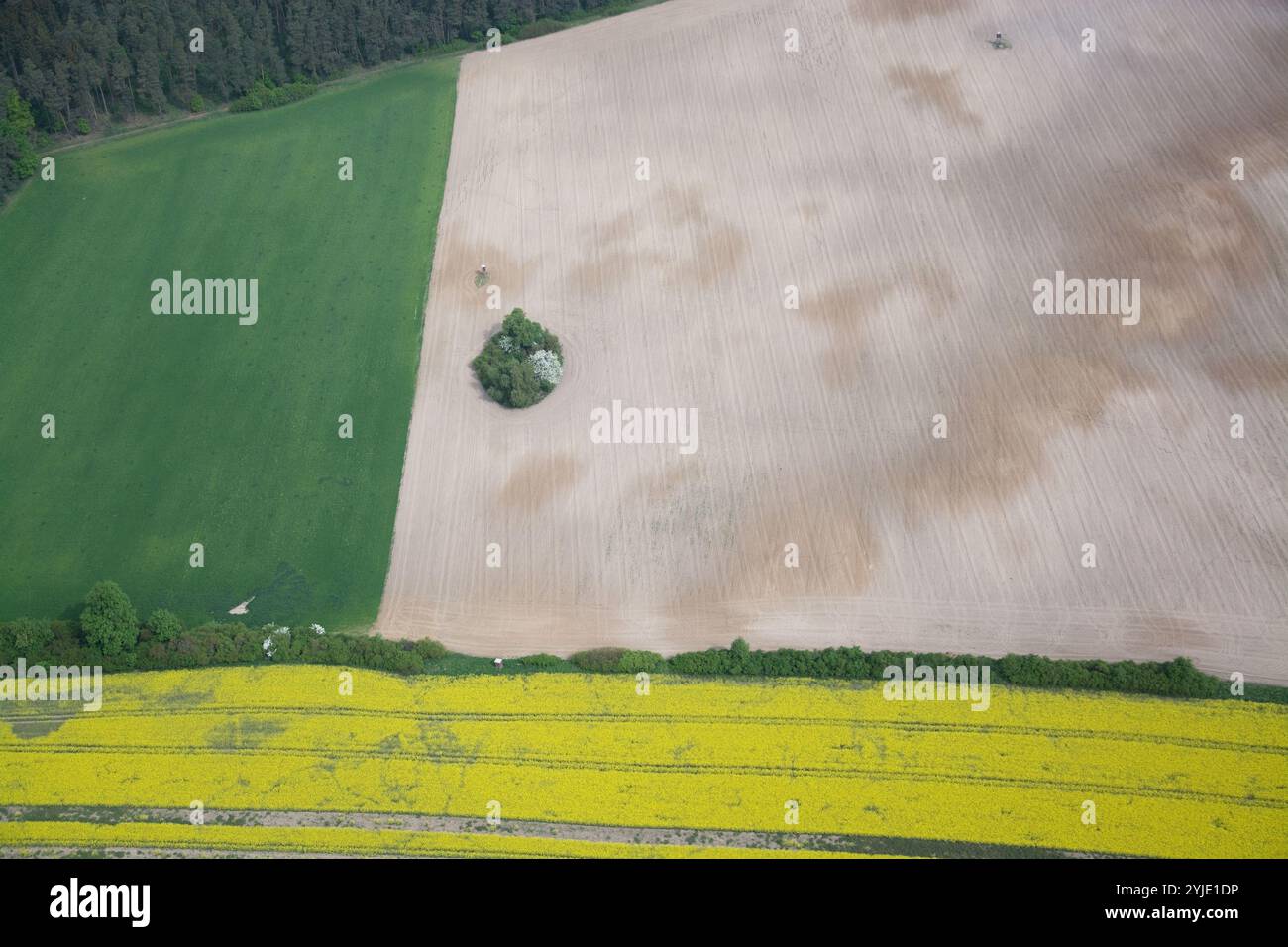 Rapeseed field blossom trees hi-res stock photography and images - Alamy