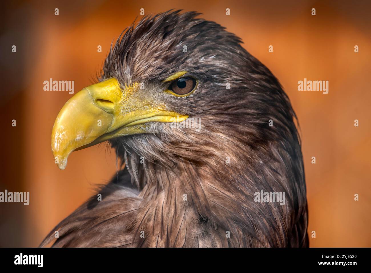 Russia stellers sea eagle hi-res stock photography and images - Alamy