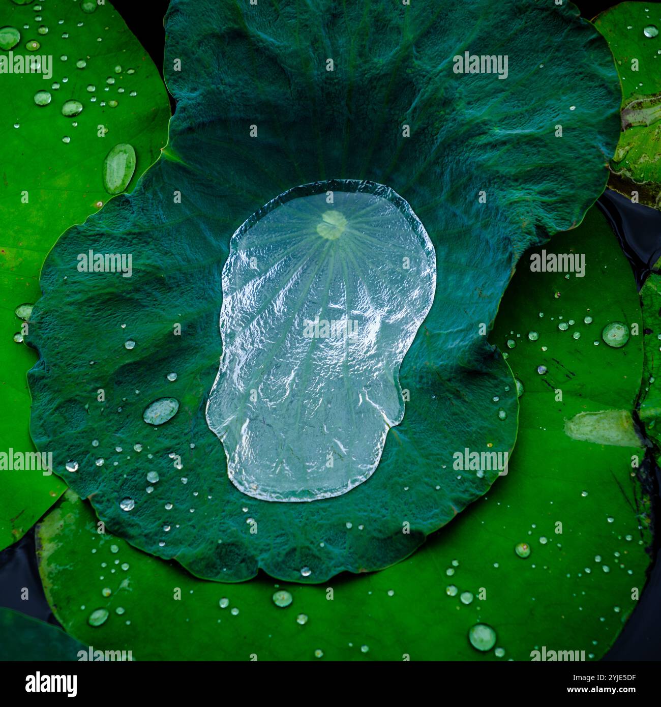 Water on a Lotus Leaf Floating on Water Stock Photo - Alamy