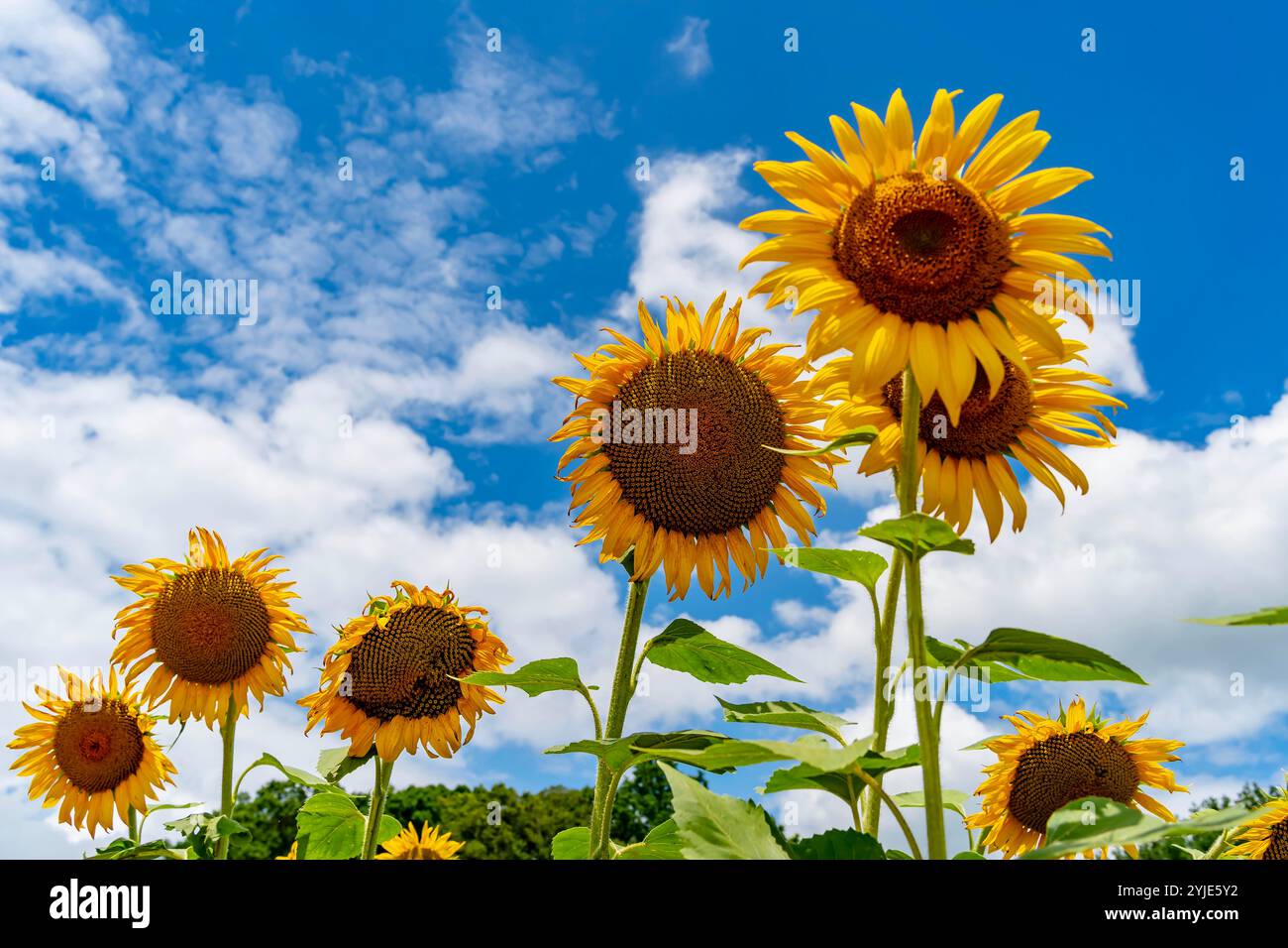A vast field of golden sunflowers sways gently in the warm summer ...