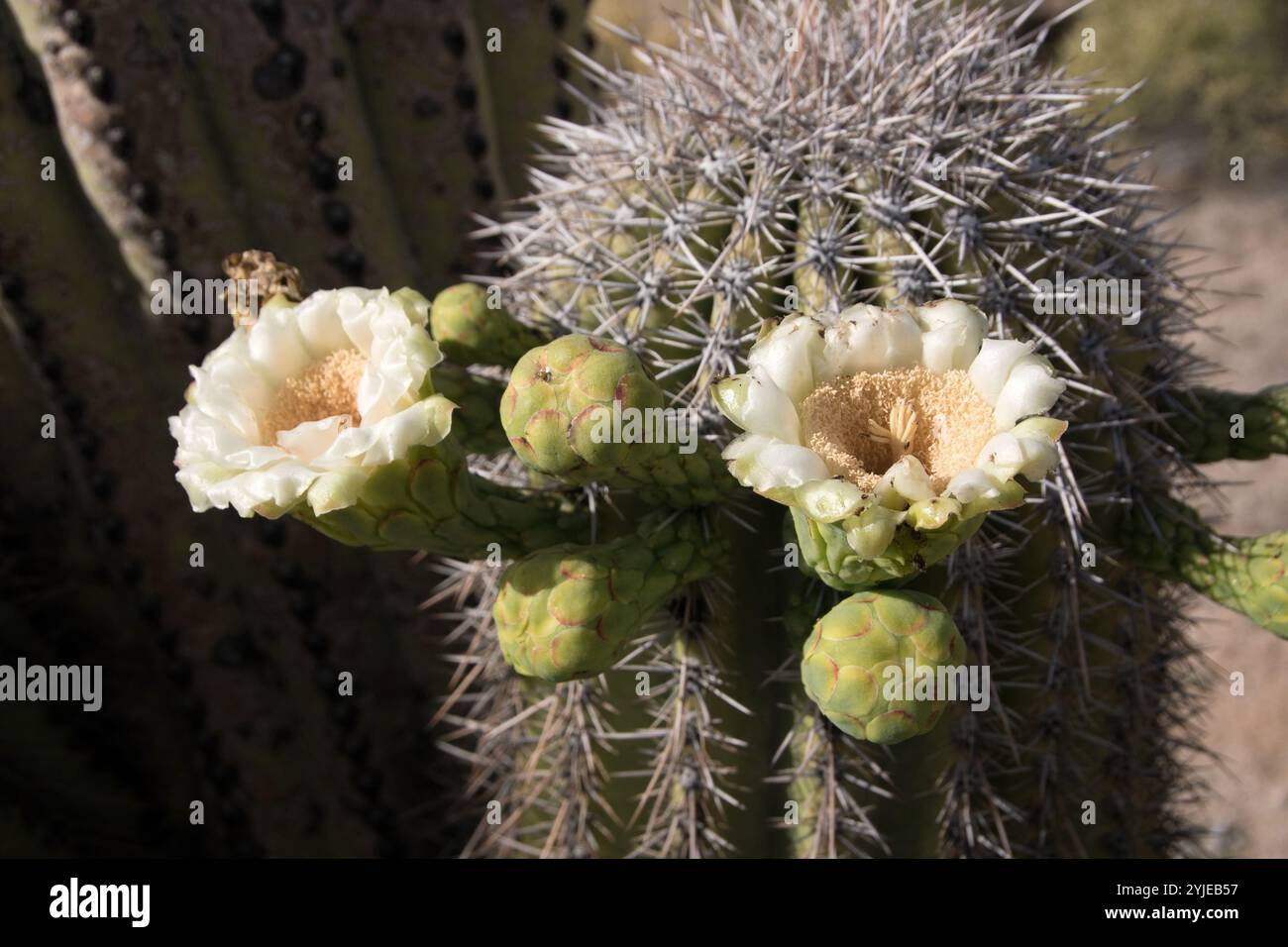 Saguaro kaktus wste usa hi-res stock photography and images - Alamy