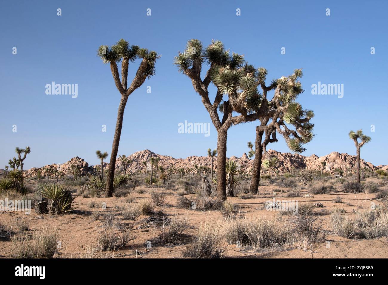 Np Tree Joshua Tree National Park, desert landscape in southeastern California ...
