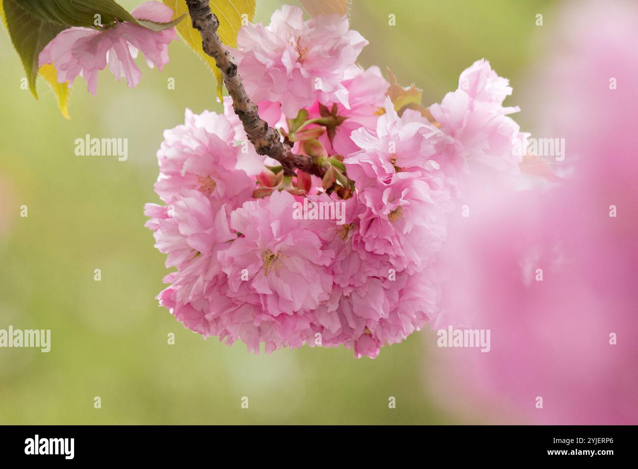 twig of sakura in full blossom closeup view. japanese culture. beautiful nature background in spring season. exquisite tenderness Stock Photo