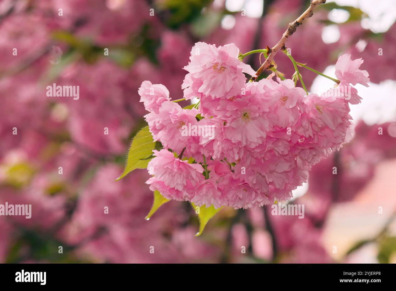 twig of sakura in full blossom closeup view. blurred environment. beautiful nature background in spring season. gentle tenderness Stock Photo