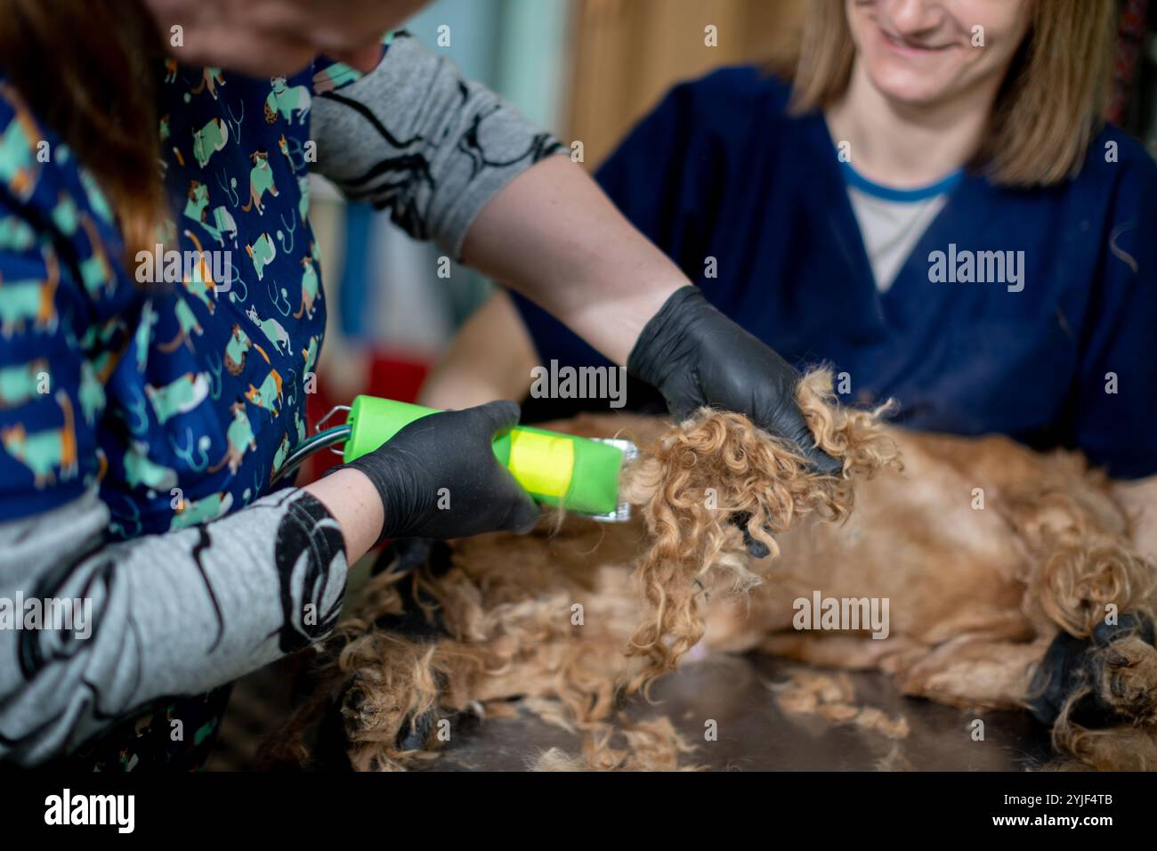 Picture of A groomer uses specialized tools for pet care on a furry dog ...