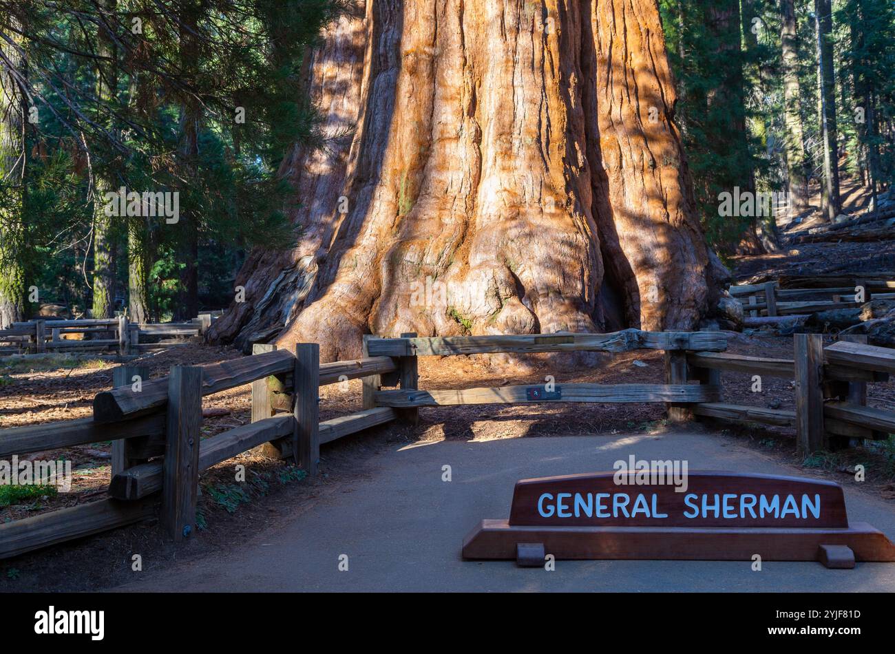 Famous General Sherman Sequoiadendron Giganteum Giant Tree Redwood
