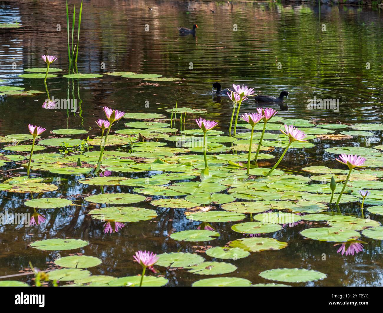 pond-many-water-lilies-hi-res-stock-photography-and-images-alamy