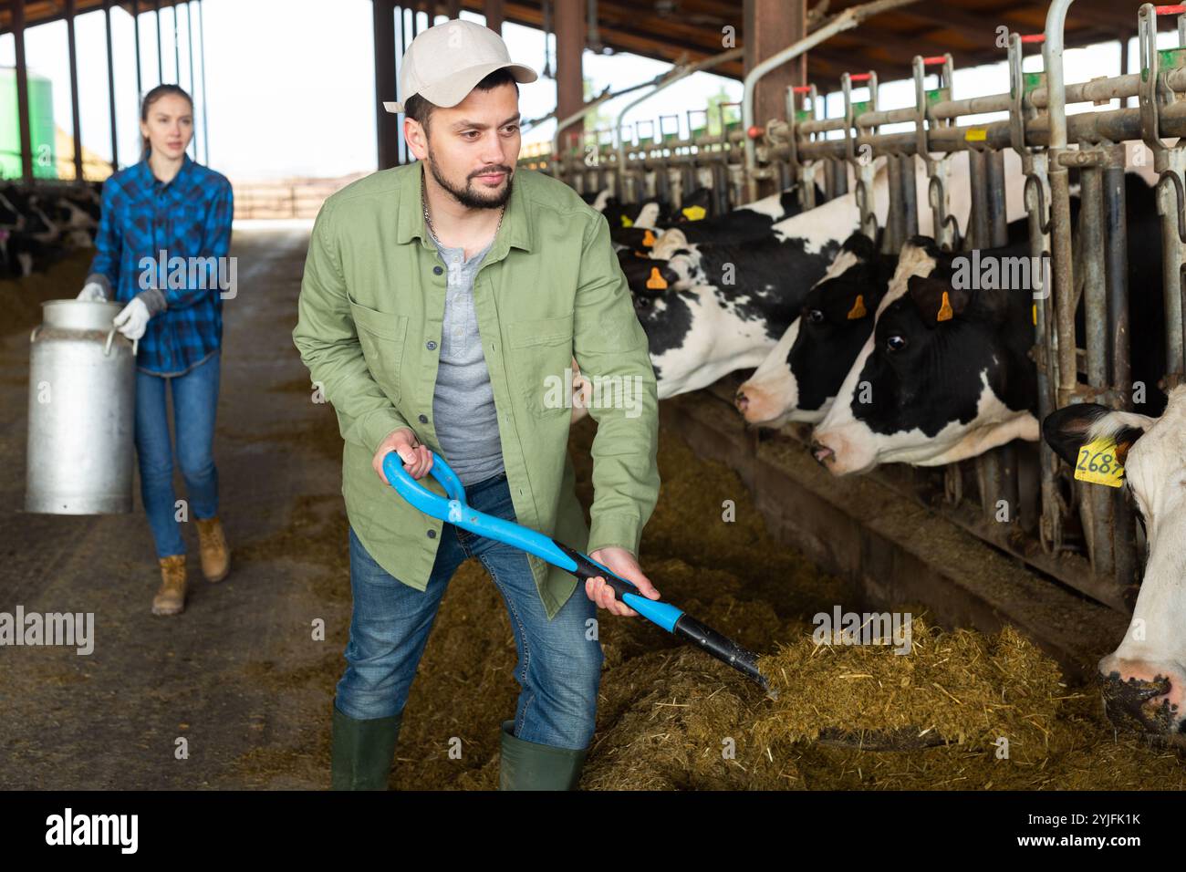 Farmer using shovel to feed cows in stables Stock Photo - Alamy