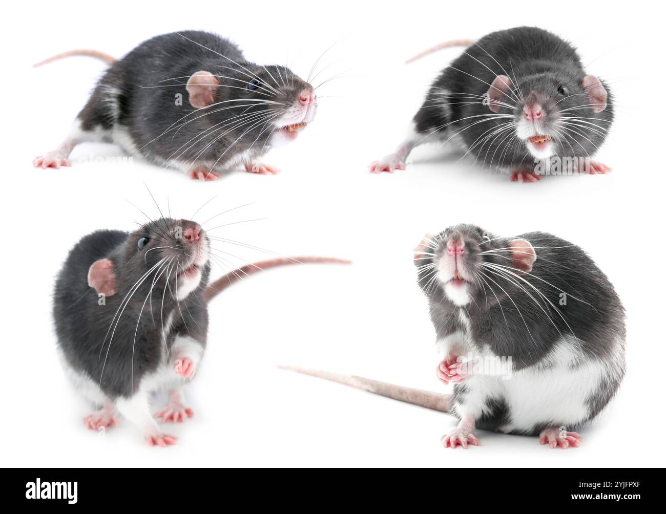 Fluffy rat isolated on white, collage. Rodent Stock Photo - Alamy