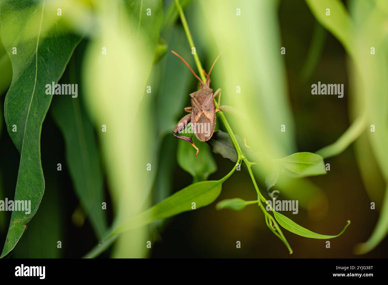 Common insect found in hi res stock photography and images Alamy Common insect found in hi res stock photography and images Alamy