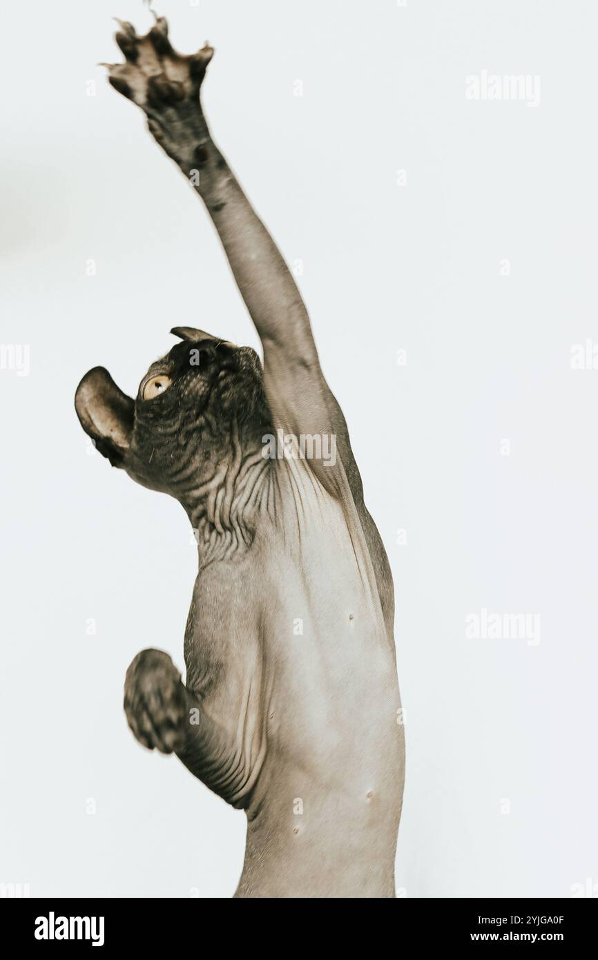 Sphynx Cat, Hairless Cat Photoshoot Stock Photo - Alamy