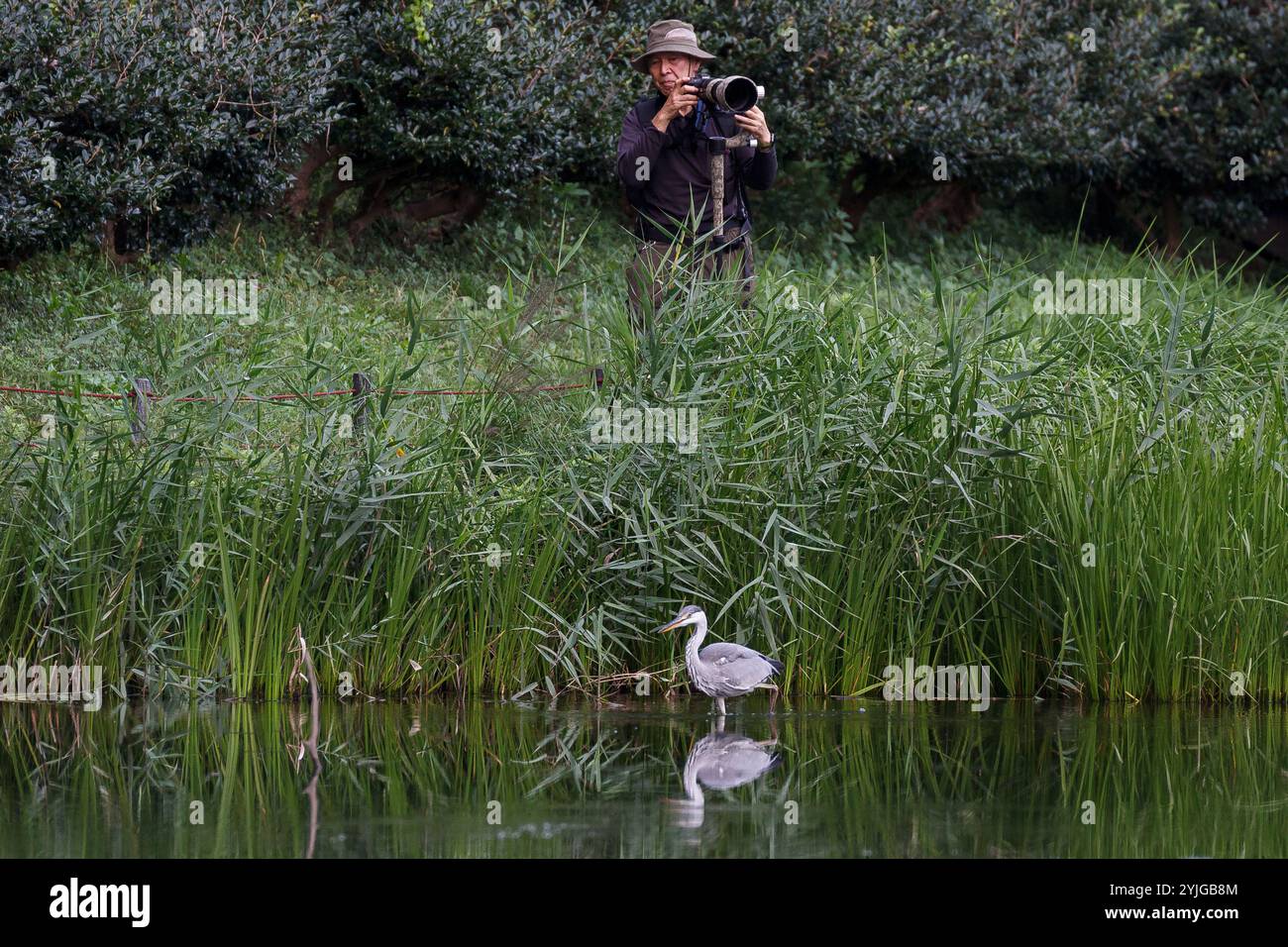 A wildlife photographer watches a grey heron (Ardea cinerea) hunting in reeds in a park in Kanagawa, Japan. Stock Photo