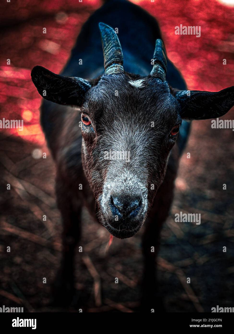 Baby goat ears back, looking into the camera with curiosity. - Smartphone Captured Stock Image