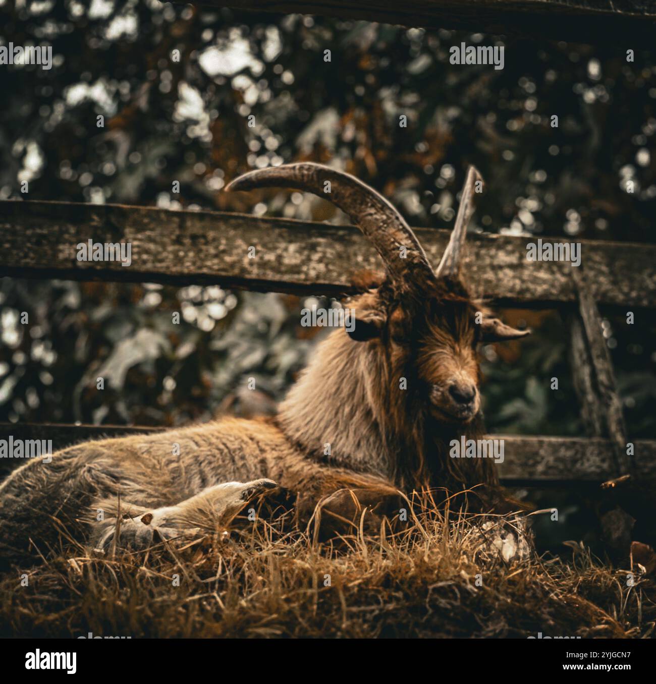 A large multicolored goat lying on a bed of hay contemplates the world around him. - Smartphone Captured Stock Image