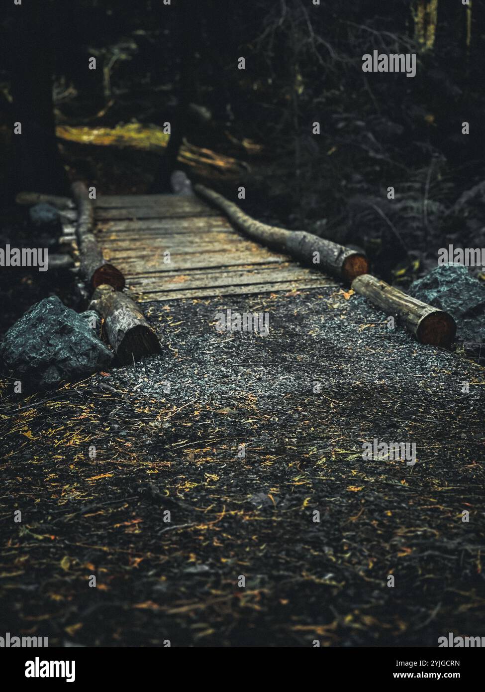 Wooden forest trail in the Pacific Northwest highlights manufactured wooden bridges with logs from the forest. - Smartphone Captured Stock Image