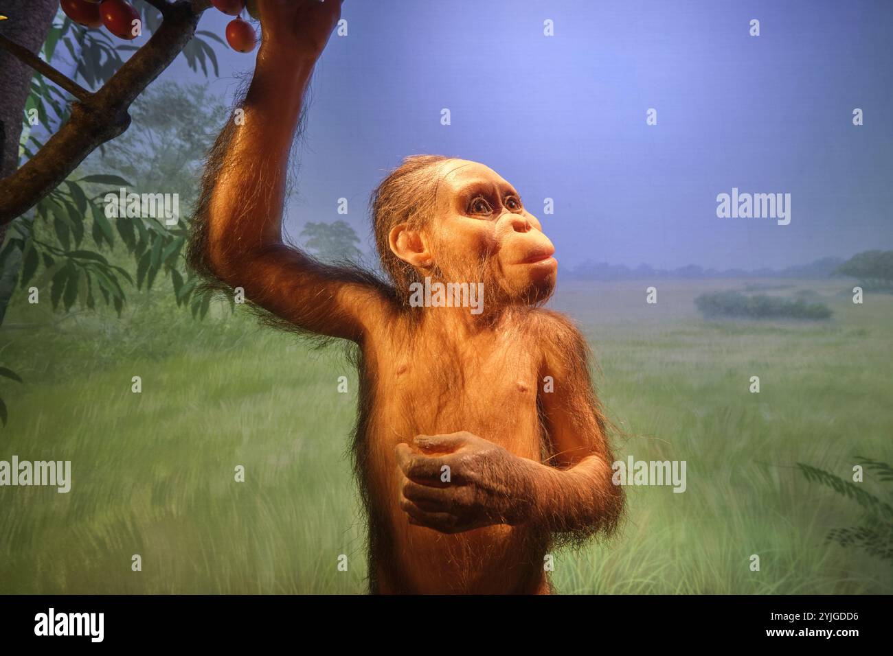 Recreation of the fossil Selam, A. Afarensis Child. An African diorama at the California Academy of Sciences natural history museum in San Francisco. Stock Photo