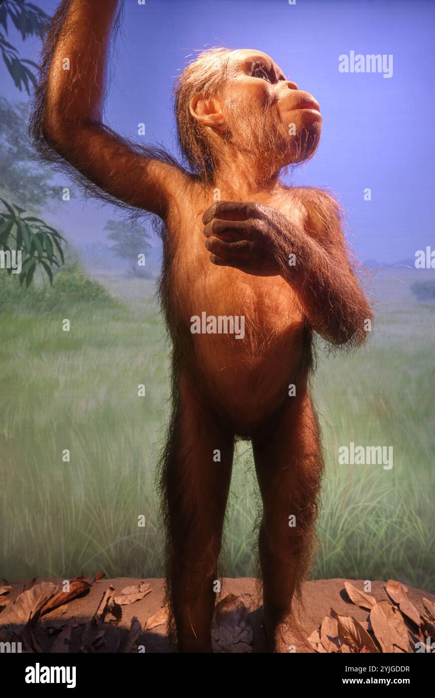 Recreation of the fossil Selam, A. Afarensis Child. An African diorama at the California Academy of Sciences natural history museum in San Francisco. Stock Photo