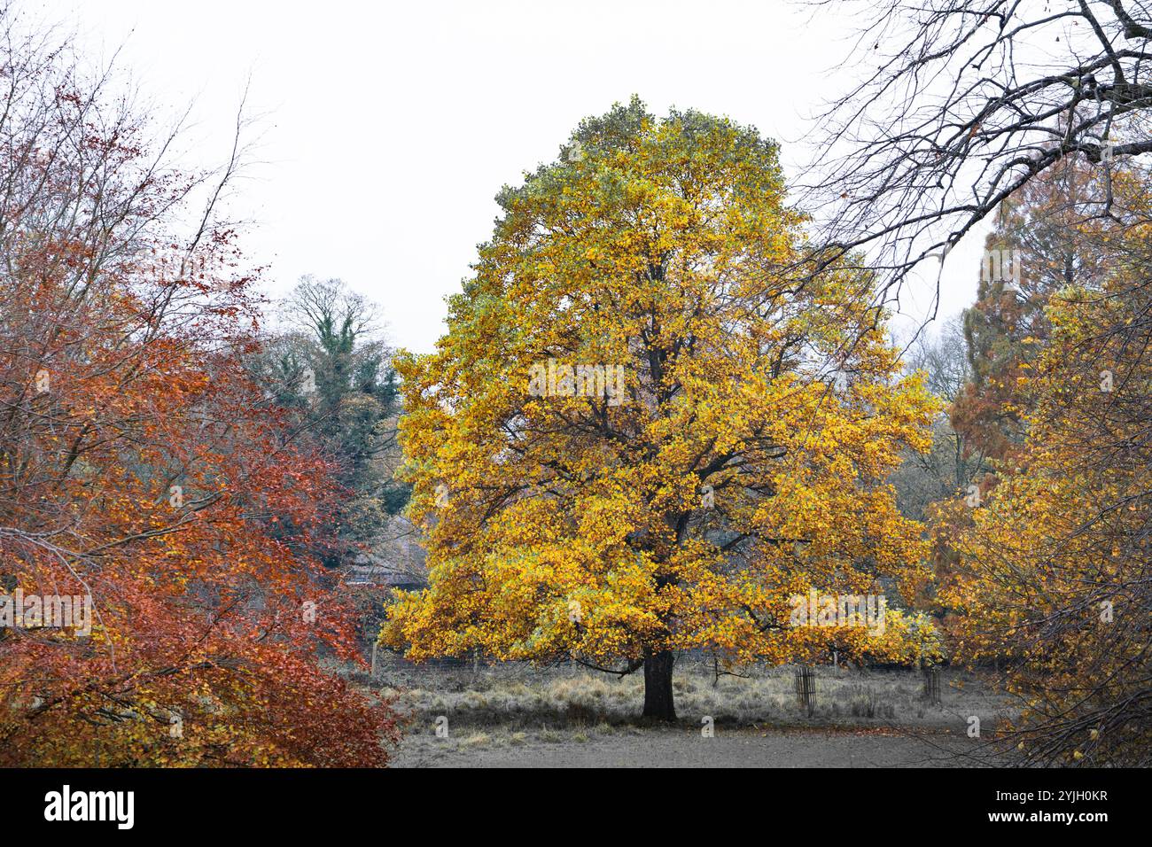 Golden autumn woodland uk hi-res stock photography and images - Alamy