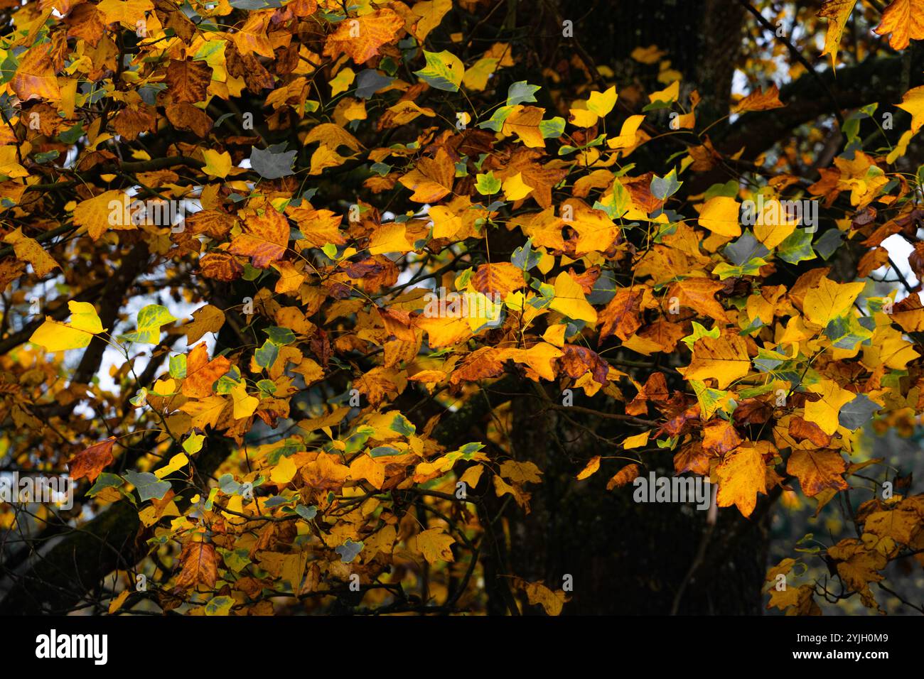 Maple leaves turning colours hi-res stock photography and images - Alamy
