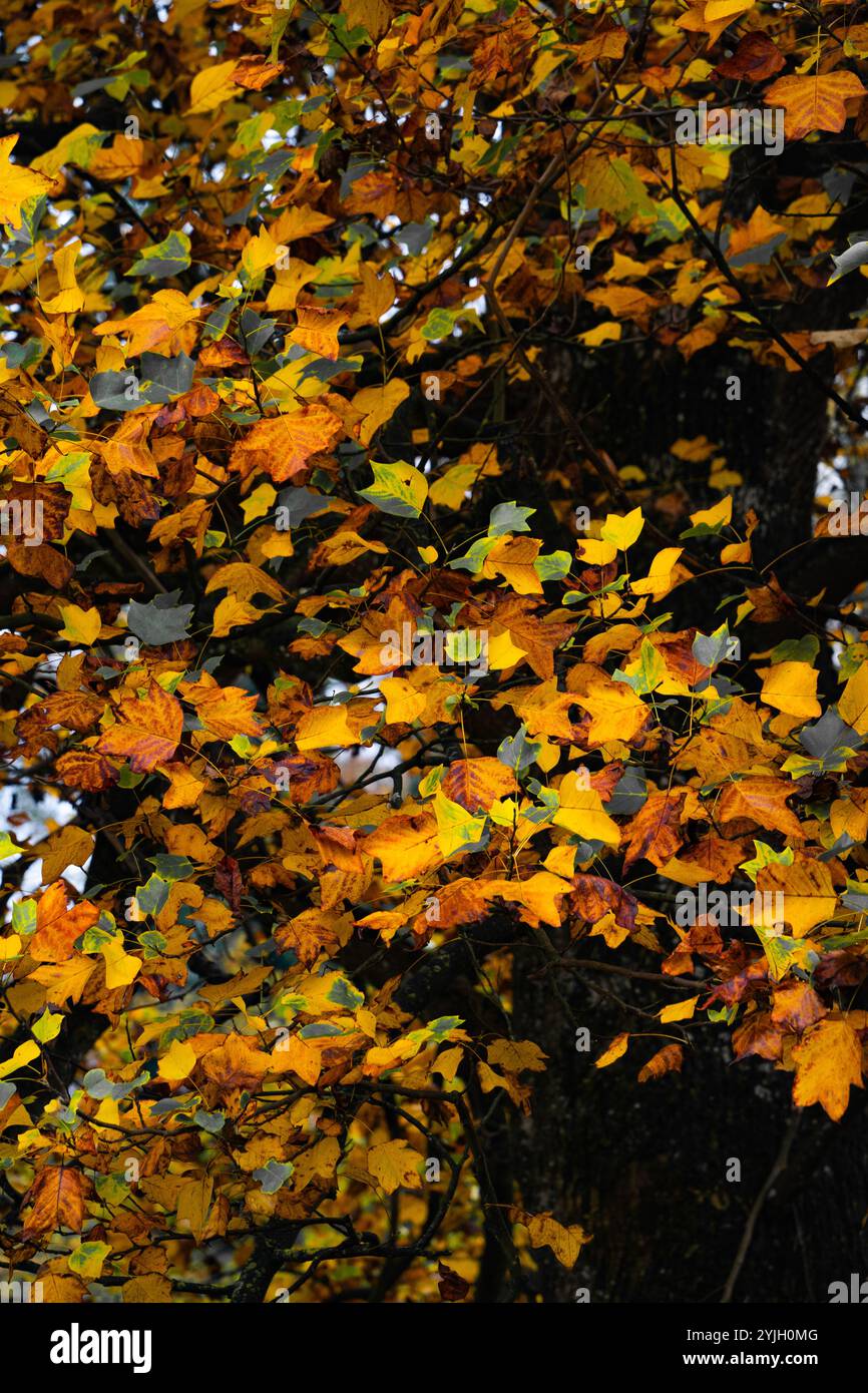 Golden tree leaves hi-res stock photography and images - Alamy