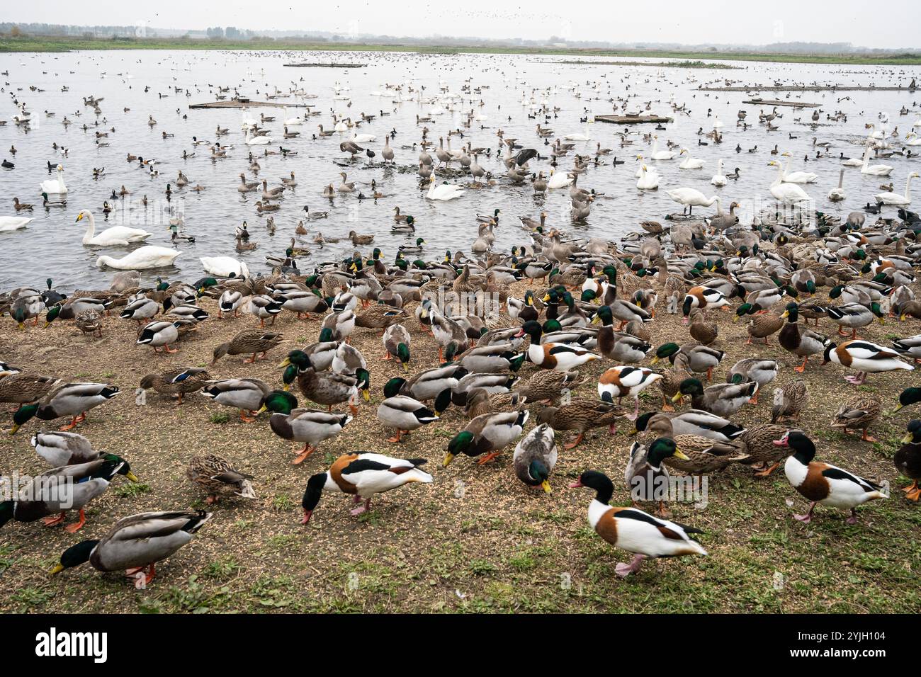 Massive flock of waterfowl including mallards, swans and geese gathered on lake shore and water Stock Photo