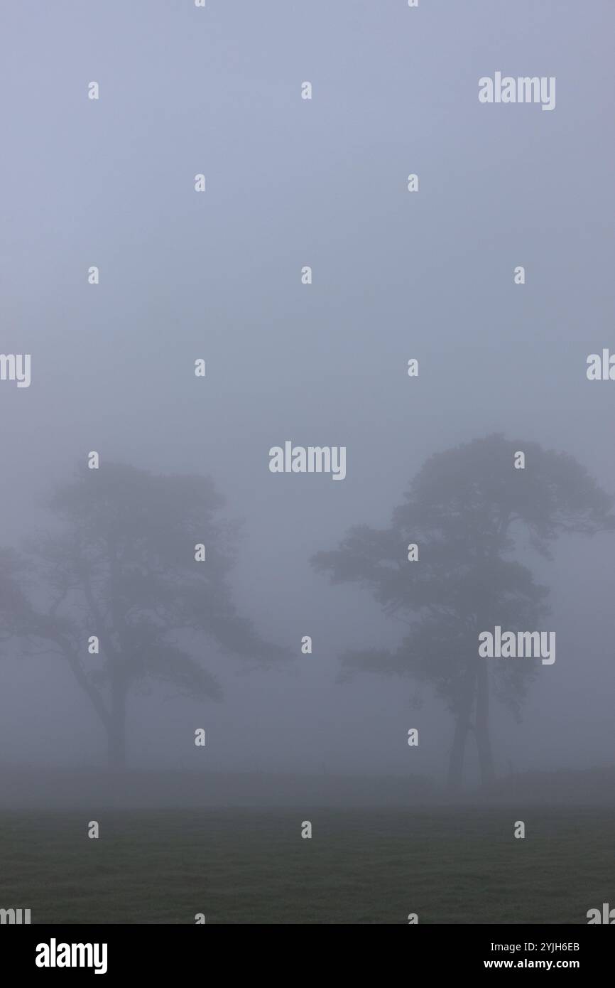 Trees in a foggy landscape Stock Photo - Alamy