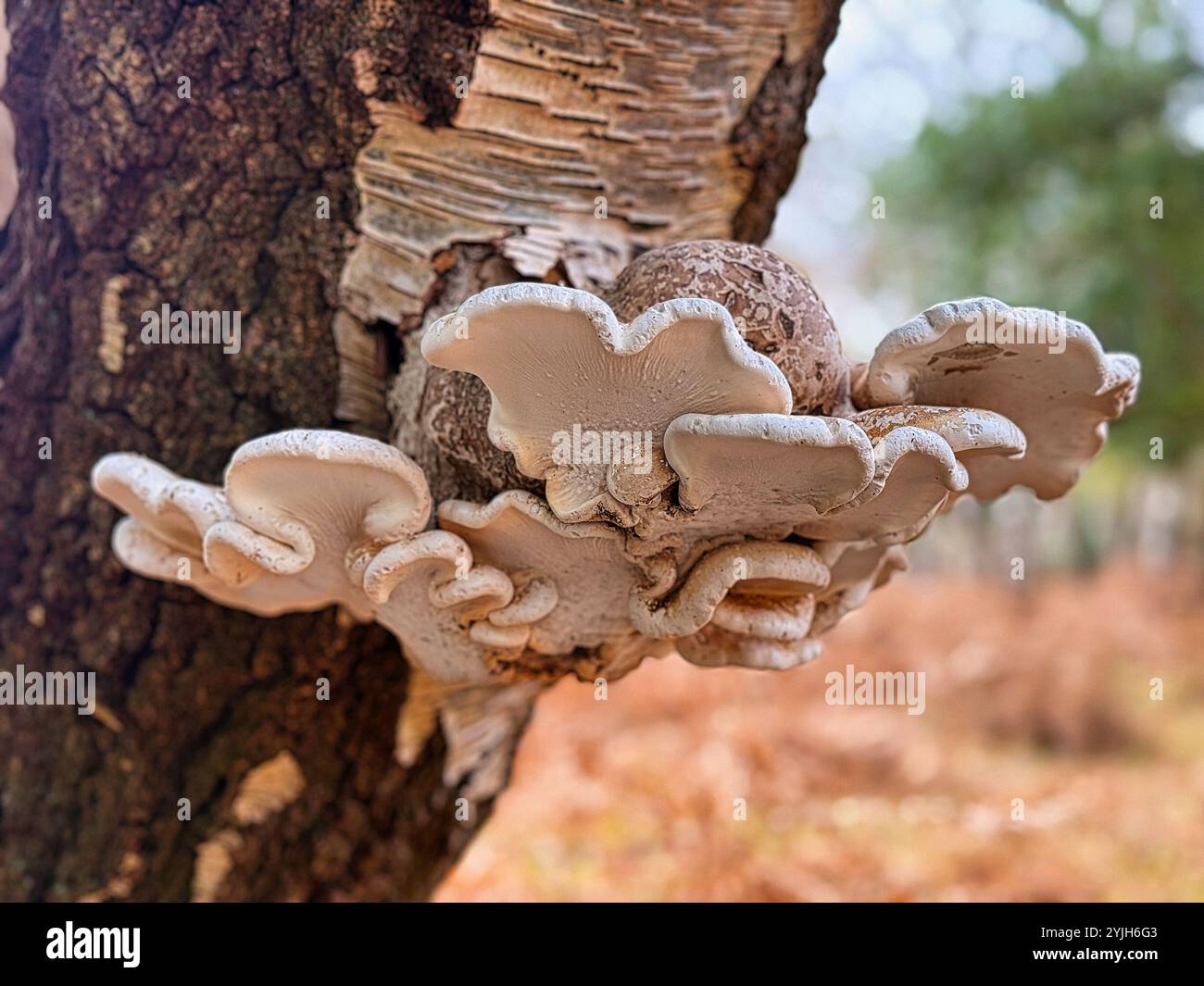 Birch Bracket Fungi - Smartphone Captured Stock Image