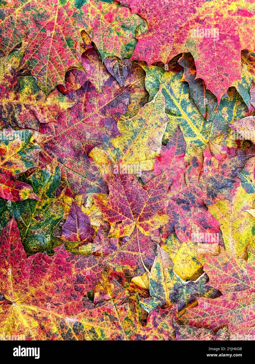 Fallen Autumn Acer leaves - Smartphone Captured Stock Image