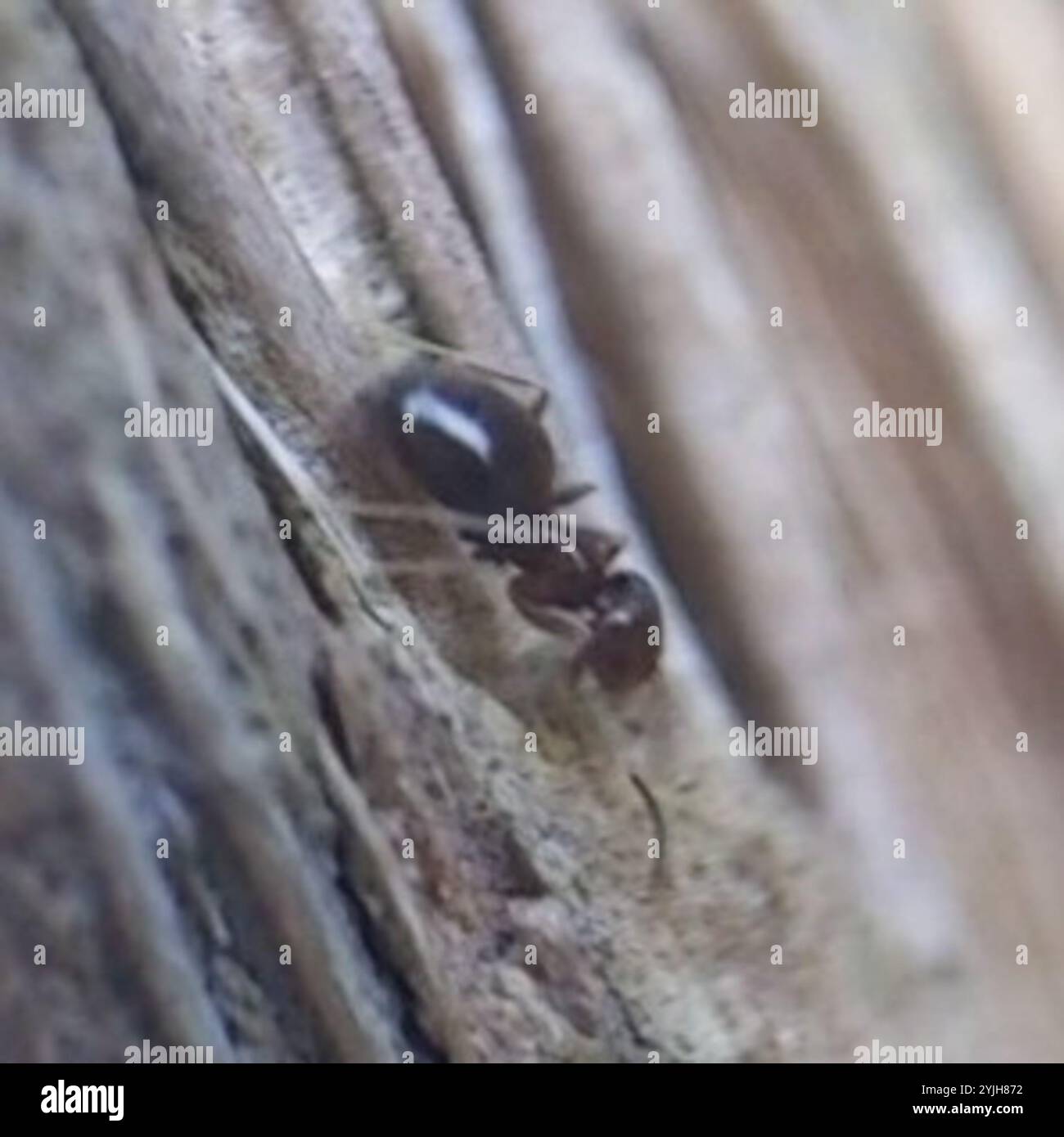 Dark Rover Ant Dark rover ant hi-res stock photography and images - Alamy