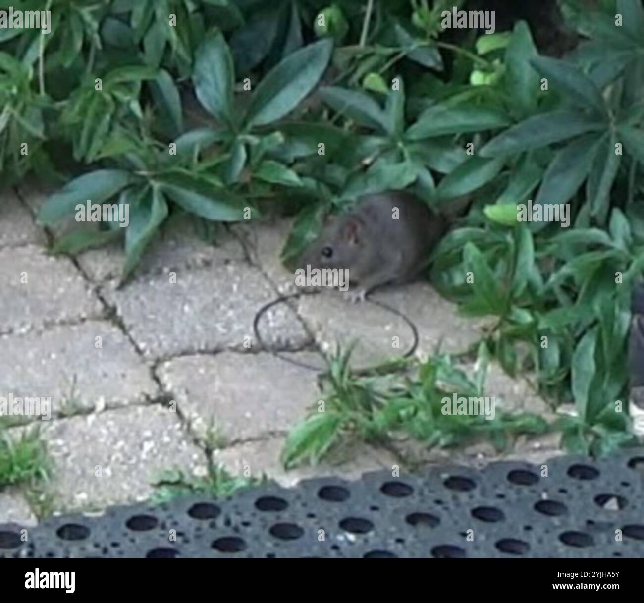 Old World Rats (Rattus Stock Photo - Alamy