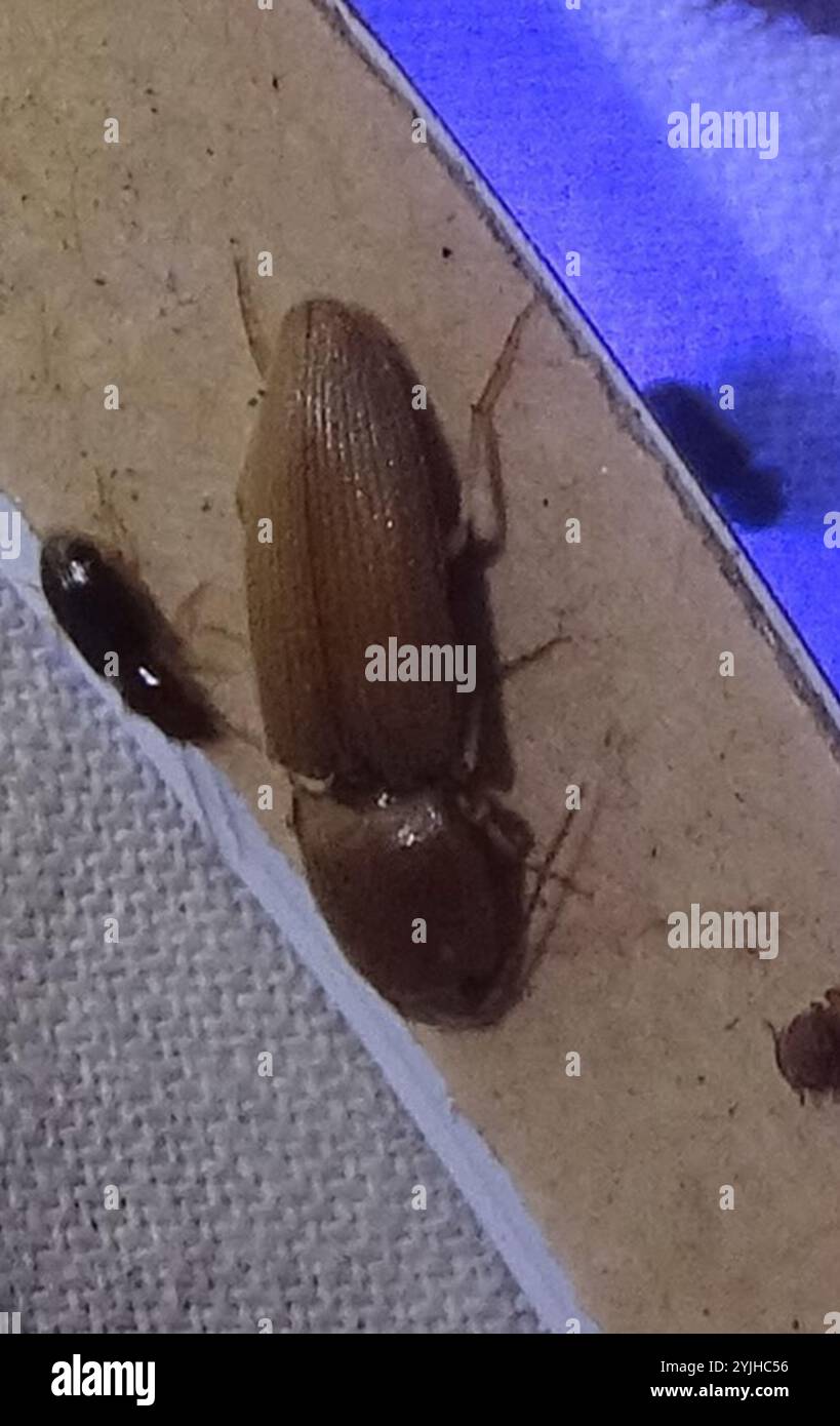 Monocrepidius hi-res stock photography and images - Alamy