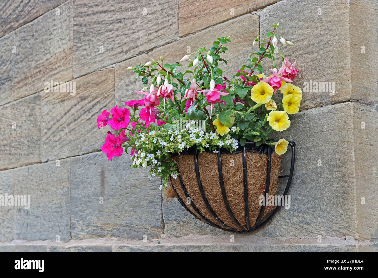Hanging basket plants flowers hi-res stock photography and images - Alamy