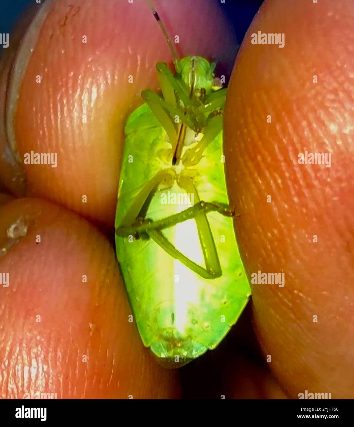 Green Stink Bug (Chinavia hilaris Stock Photo - Alamy