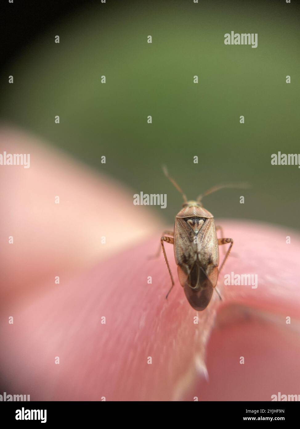 Tarnished plant bug hi-res stock photography and images - Alamy