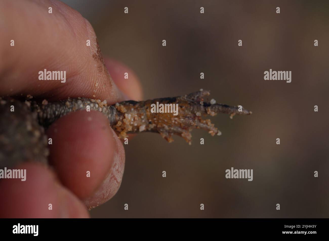 Vandijkophrynus hi-res stock photography and images - Alamy