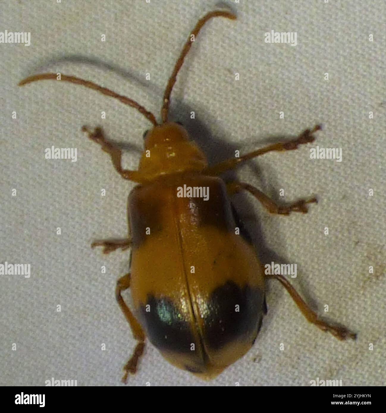 Larger elm leaf beetle monocesta coryli stock photo alamy
